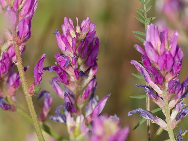 Astragalus onobrychis